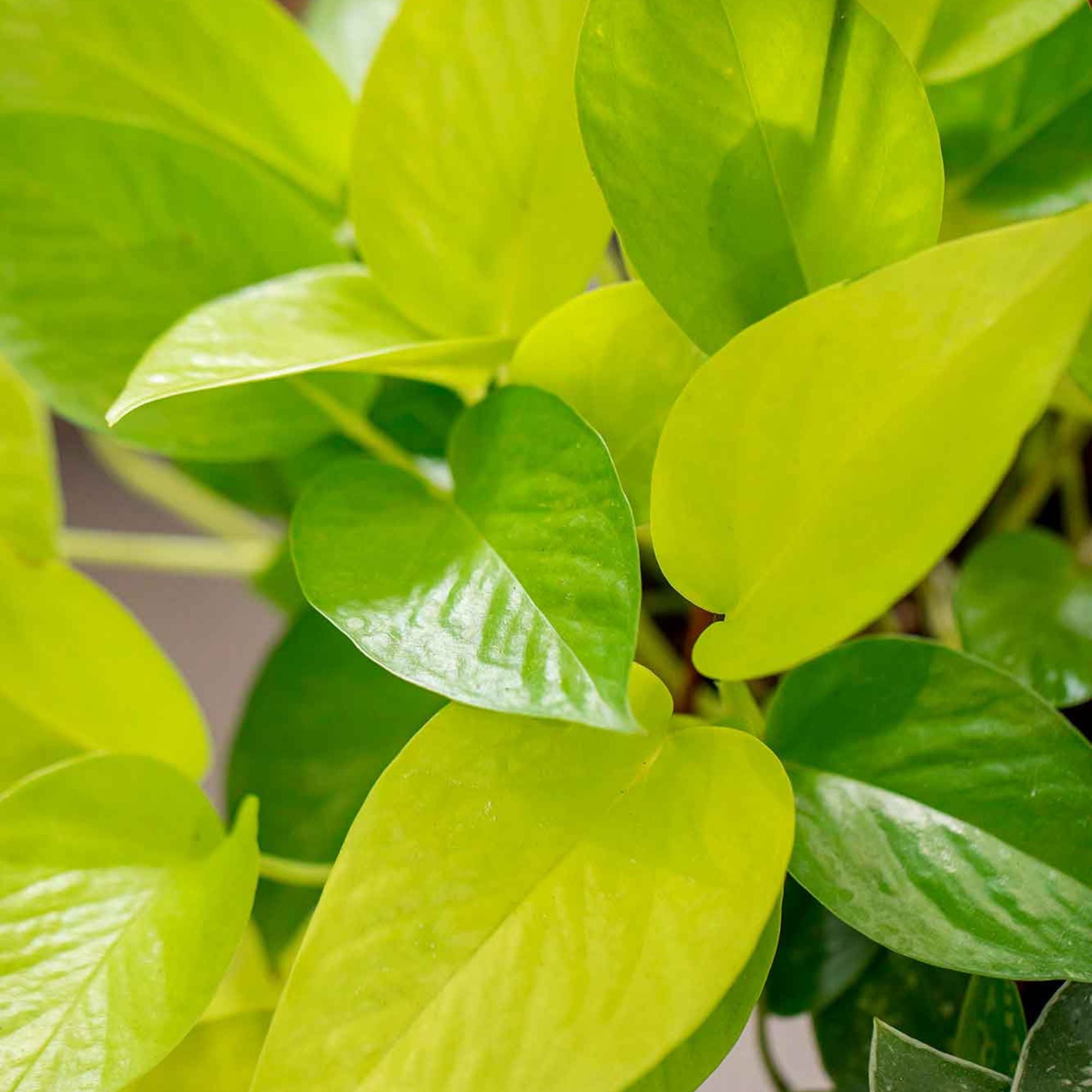 como cuidar los potos plantas Potos Golden
