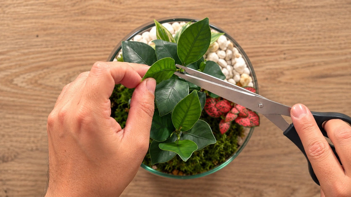 Regalo · Terrarios de plantas: ¡Hazlo con cualquier recipiente! - La Plantisserie