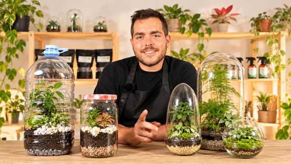 Terrarios de plantas: ¡Hazlo con cualquier recipiente!