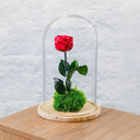 Rosas eternas