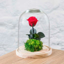 rosa-eterna-bella-y-bestia