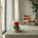 Rosa Eterna Bulb, rosa natural preservada bajo cúpula de cristal · La Plantisserie