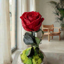 Rosa Eterna Cocotera - La Plantisserie