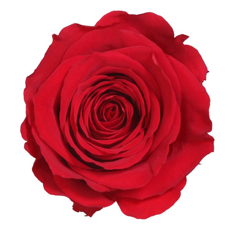 Rosa Eterna Cocotera - La Plantisserie