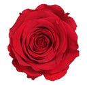 Rosa Eterna Cocotera - La Plantisserie