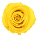 Rosa Eterna Cocotera - La Plantisserie