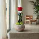 Rosa Eterna Cocotera, rosa natural preservada presentada en coco decorativo · La Plantisserie