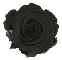 Rosa Eterna Cocotera - La Plantisserie