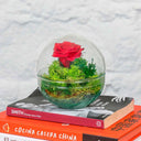 Rosa Eterna Gout