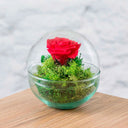Rosa Eterna Gout - La Plantisserie