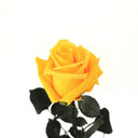 Rosa Eterna Gout - La Plantisserie
