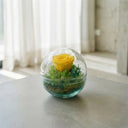 Rosa Eterna Gout - La Plantisserie