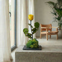 Kokedama Rosa Eterna