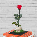 Rosa Eterna Stone (con esencia de Rosa) - La Plantisserie
