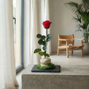 Rosa Eterna Stone, rosa natural preservada con esencia de rosa presentada sobre base tipo piedra · La Plantisserie