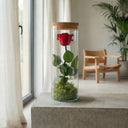 Rosa Eterna Tubu (30x10cm) - La Plantisserie