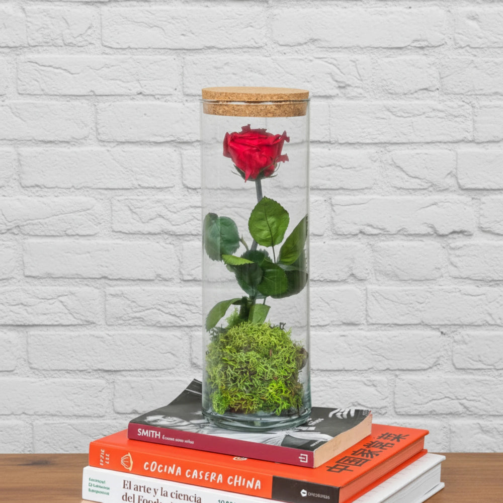 Rosa Eterna Tubu (30x10cm) - La Plantisserie