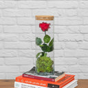 Rosa Eterna Tubu (30x10cm) - La Plantisserie