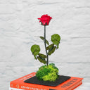 Kokedama Rosa Eterna