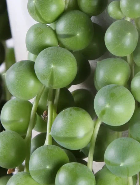 Detalle de las hojas esféricas tipo perla del Senecio Rowleyanus