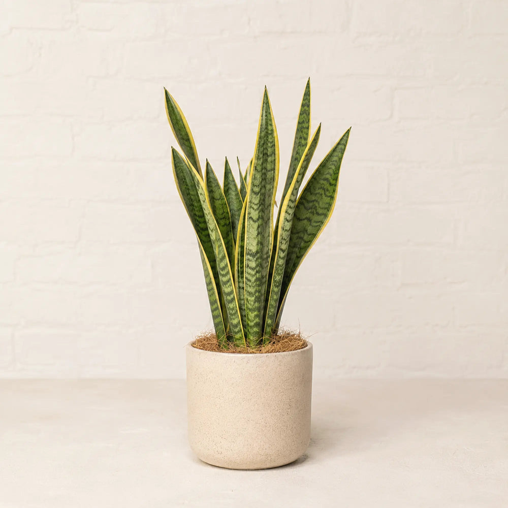 Sansevieria (Lengua de suegra) - La Plantisserie