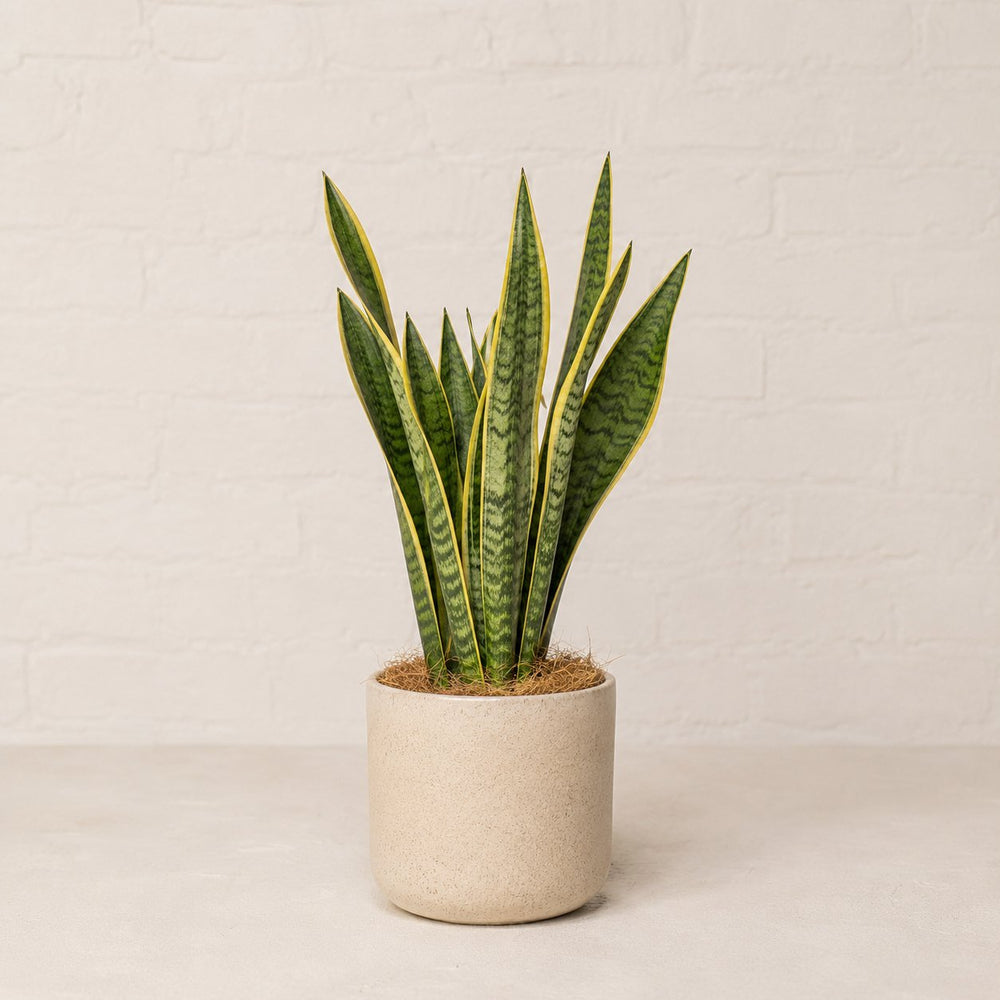 Sansevieria (lengua de suegra) en maceta de cerámica clara sobre pared de ladrillo blanco · La Plantisserie