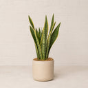 Sansevieria (lengua de suegra) en maceta de cerámica clara sobre pared de ladrillo blanco · La Plantisserie