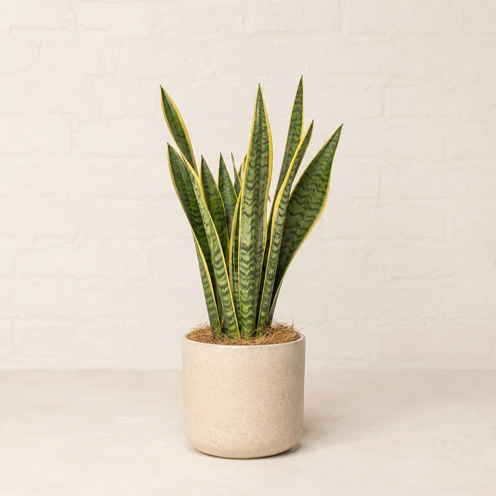 Guía de cuidados de la Sansevieria (lengua de suegra) en eBook · La Plantisserie