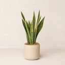 Guía de cuidados de la Sansevieria (lengua de suegra) en eBook · La Plantisserie