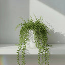 Senecio Rowleyanus (collar de perlas) colgante, con hojas esféricas verdes · La Plantisserie
