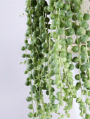 Senecio Rowleyanus