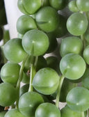 Senecio Rowleyanus - La Plantisserie
