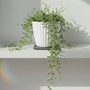 Senecio String Of Dolphins