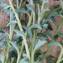 Senecio String Of Dolphins