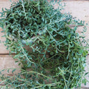 Senecio String Of Dolphins