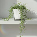 Senecio String Of Dolphins - La Plantisserie