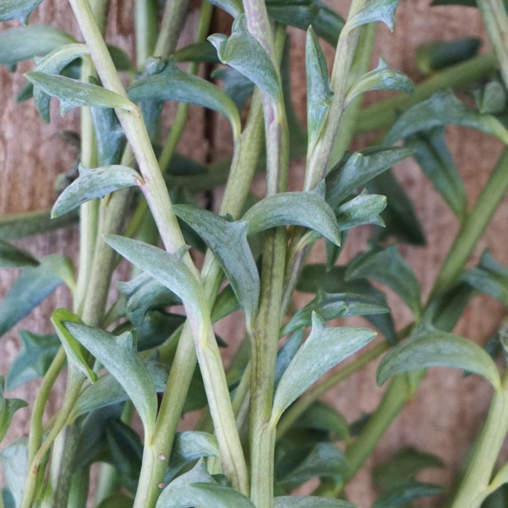 Senecio String Of Dolphins - La Plantisserie