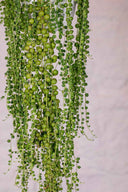 Senecio Rowleyanus