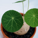 Stephania Erecta