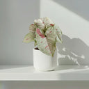 Syngonium Milk Confetti