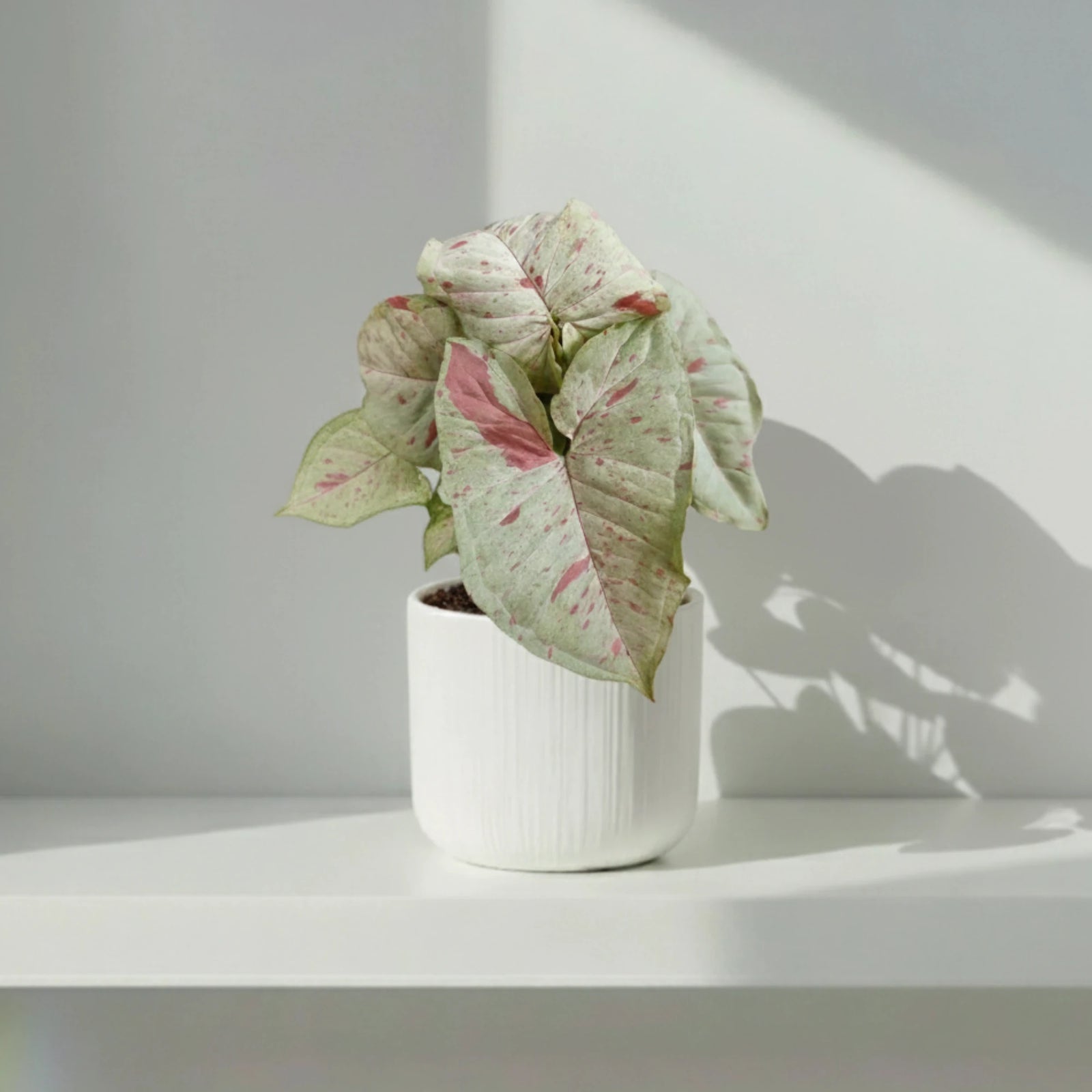 Syngonium Milk Confetti