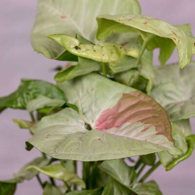 Syngonium Milk Confetti