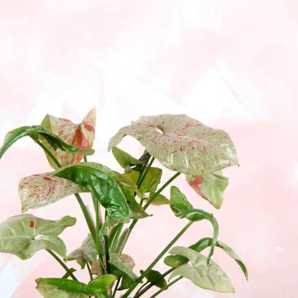 Syngonium Milk Confetti