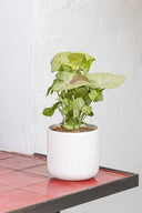 Syngonium Milk Confetti - La Plantisserie