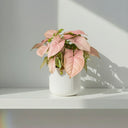 Syngonium Red Heart