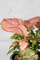Syngonium Red Heart