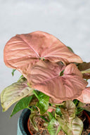 Syngonium Red Heart - La Plantisserie