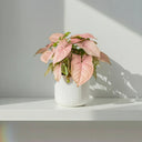 Syngonium Red Heart en maceta, con hojas en forma de flecha teñidas de rosa y verde · La Plantisserie