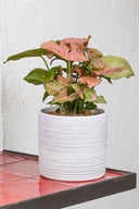 Syngonium Red Heart - La Plantisserie