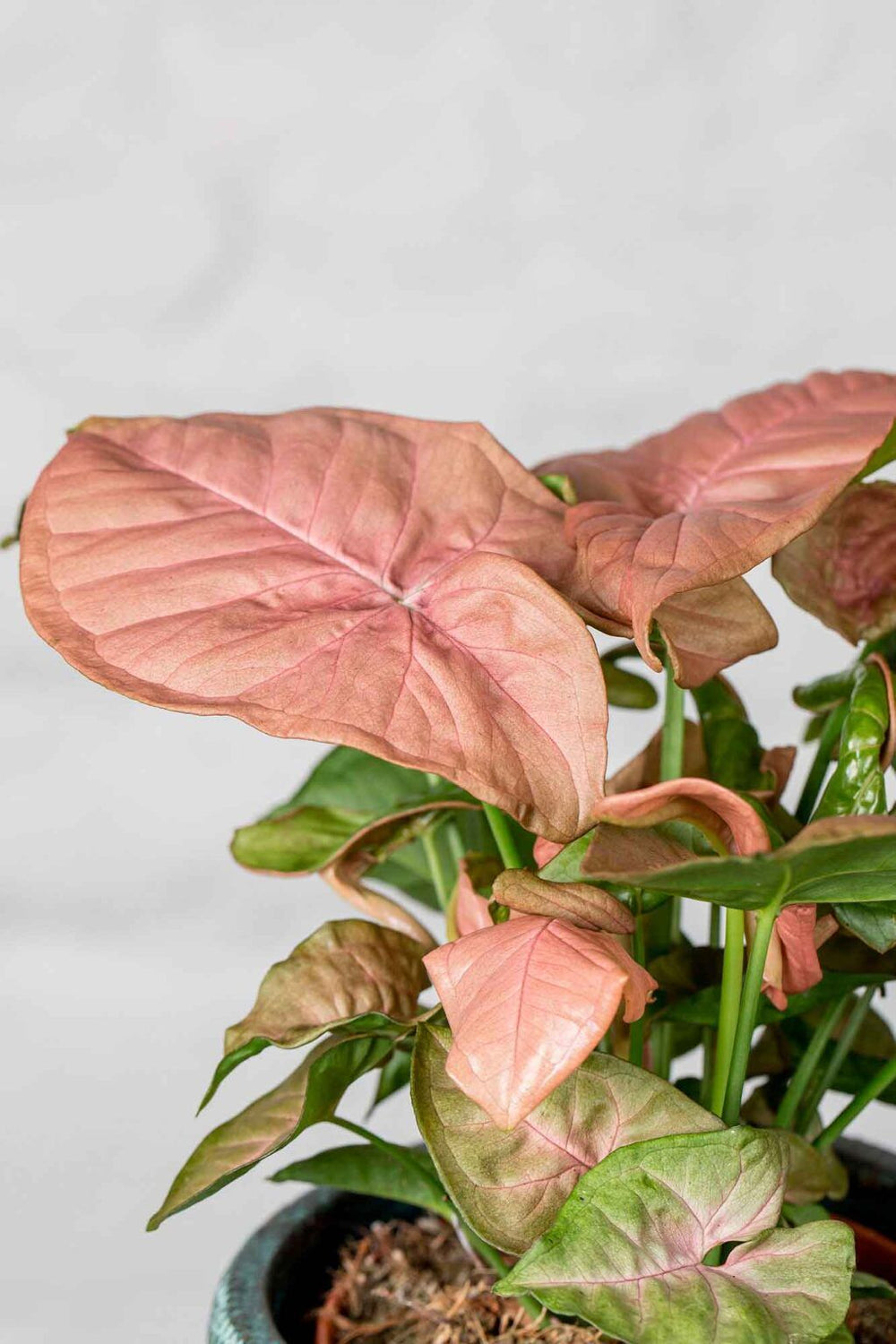 Syngonium Red Heart - La Plantisserie